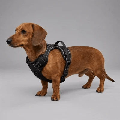 Will it even fit a dog like mine?
