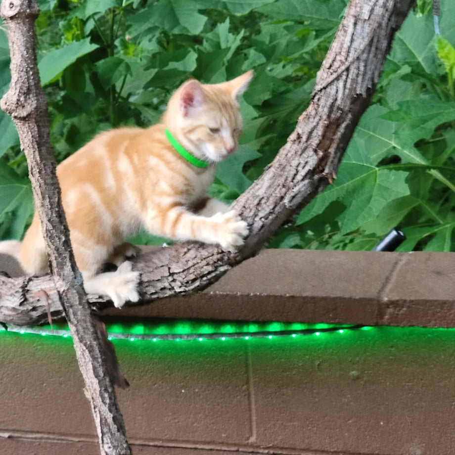 What if she gets caught on a branch?