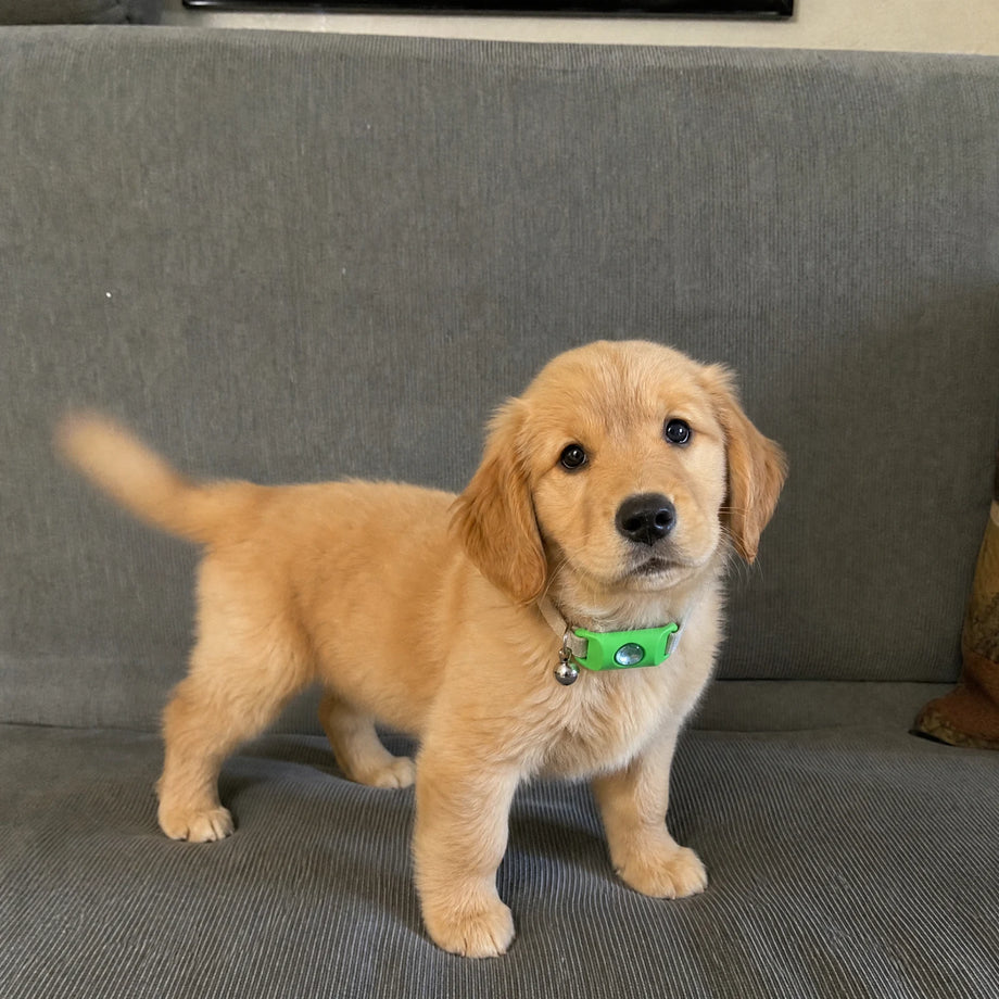 Is it safe for puppies? My son just brought one home.
